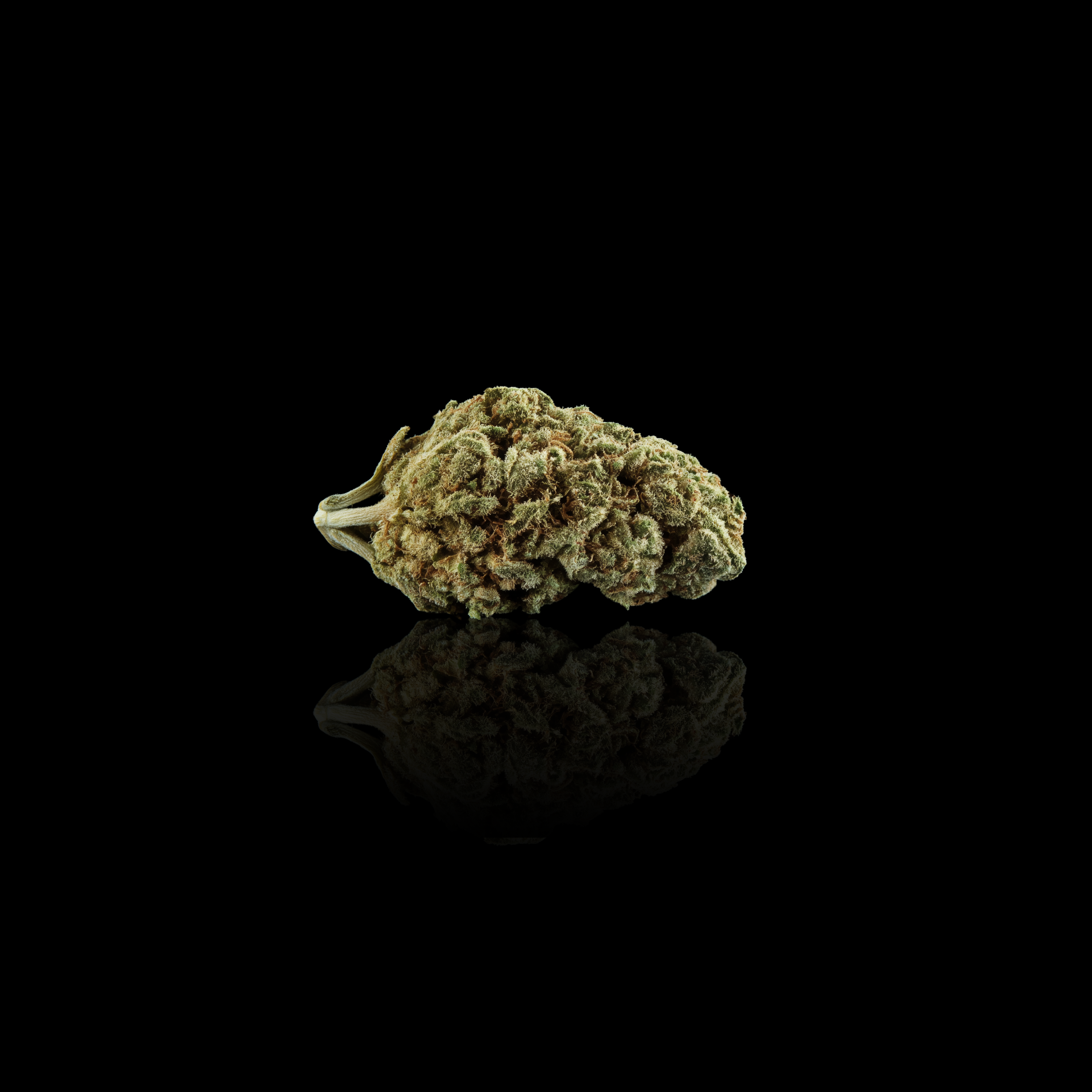 Bubblegum